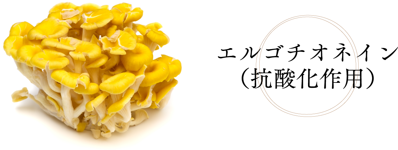 エルゴチオネイン（抗酸化作用）